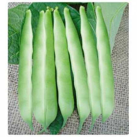 Fasulye Tohumu - Öz Ayşe (Sırık) - 25 Adet