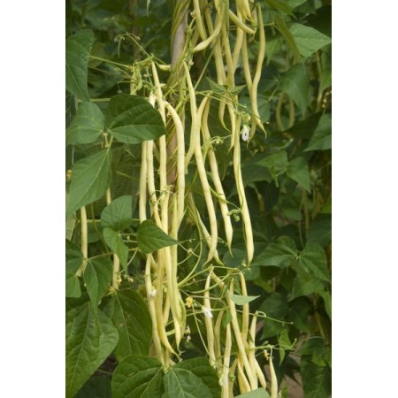 Sırık Turşuluk Fasulye Tohumu - 25 Adet