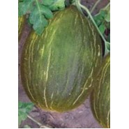 Kavun Tohumu Siyah Kışlık - 25 Adet Kavun Tohumu Siyah Kışlık - 25 Adet