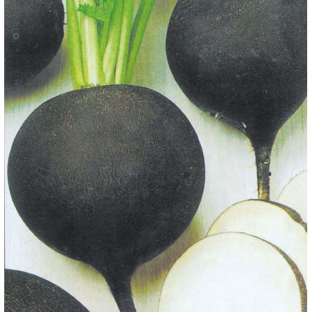 Siyah Turp Tohumu - 50 Adet