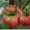 Domates Tohumu Süper Yerli İri - 25 Adet