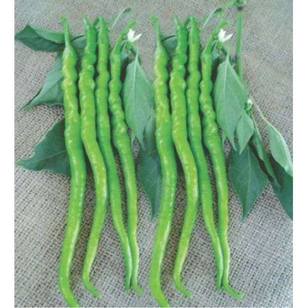 Biber Tohumu Kıl Tatlı - 100 Adet