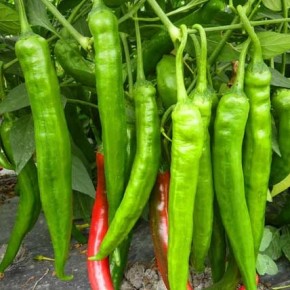Tatlı Sivri Biber Tohumu - 500 gr