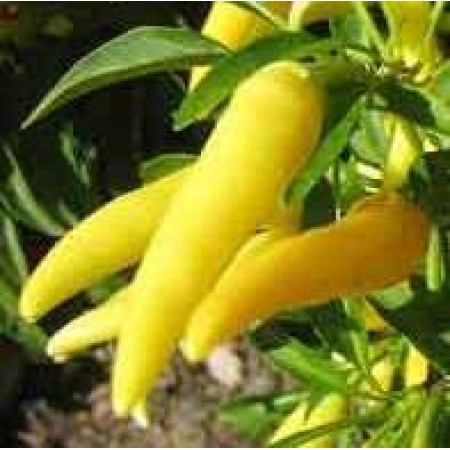 Biber Tohumu Turşuluk - 50 Adet