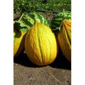 Uzun Dilimli Kavun Tohumu - 25 Adet Uzun Dilimli Kavun Tohumu - 25 Adet