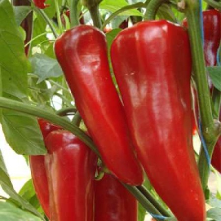 Biber Tohumu Yağlık - 100 Adet