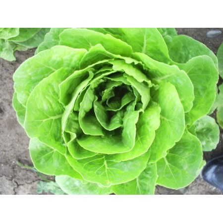 Marul Tohumu Yedikule Kışlık - 25 Adet