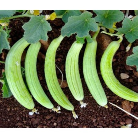 Yerli Acur Tohumu - 50 Adet