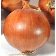 Asya94 Soğan Tohumu-1 kg