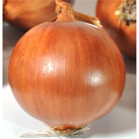 Asya94 Soğan Tohumu-1 kg Asya94 Soğan Tohumu-1 kg