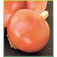 Aypare Soğan Tohumu-1 kg 