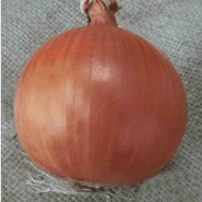 Balkan Soğan Tohumu - 1 kg 