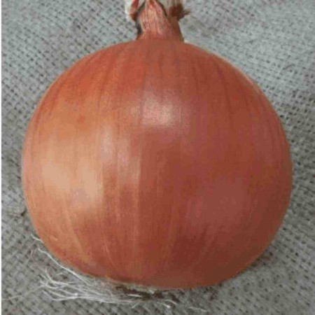 Balkan Soğan Tohumu - 1 kg