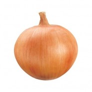 Pan 88 Uzun Gün Soğan Tohumu - 1 Kg