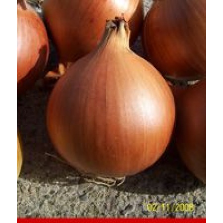 Taraz Soğan Tohumu-1 kg