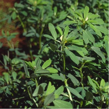 Çemen Tohumu - 1 Kg Çemen Tohumu - 1 Kg