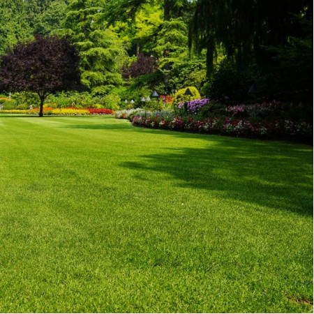 Drip Mix Grass Çim Tohumu - 1 Kg