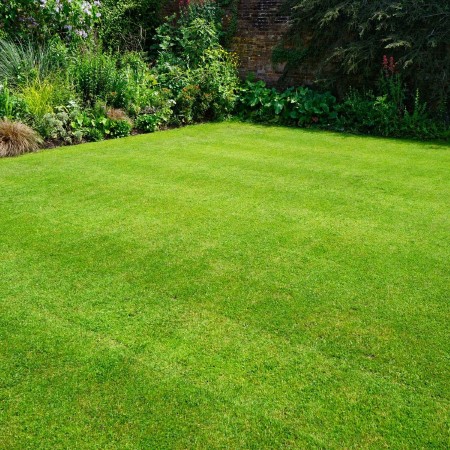 Ekvatoral Mix Grass Çim Tohumu - 1 Kg