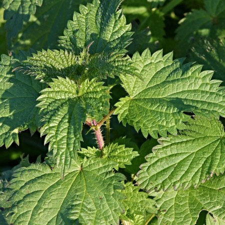 Isırgan Otu Fidesi - 384 Adet