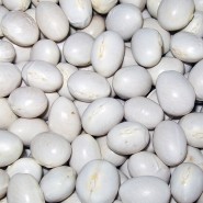 Oturak İspir Şeker Kuru Fasulye Tohumu - 1 Kg 