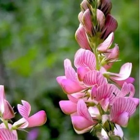 Sertifikalı Korunga Tohumu - 1 Kg