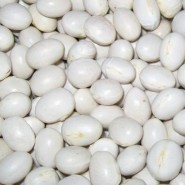 Oturak Şeker Kuru Fasulye Tohumu - 1 Kg