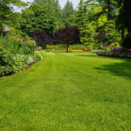 Tamir Çimi Tohumu - 1 Kg