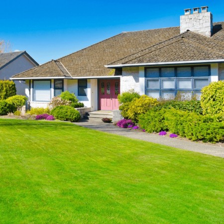 Uganda Çim Tohumu - 100 Kg