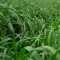 İthal Ryegrass Tohumu - 1 Kg 
