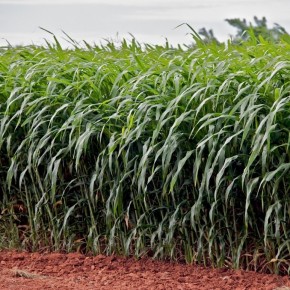 İthal Sorgum Sudan Otu  Tohumu Engure - 10 kg