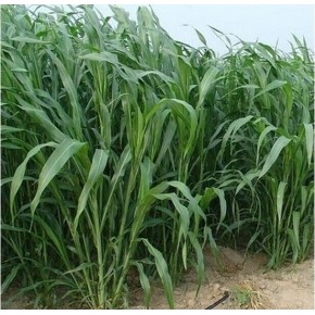 Tatlı Sorgum Sudan Otu Tohumu - Biomarlı - 10 Kg 