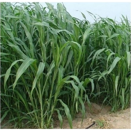 Tatlı Sorgum Sudan Otu Tohumu - Biomarlı - 50 Kg