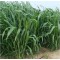 Tatlı Sorgum Sudan Otu Tohumu - Biomarlı - 1 Kg 