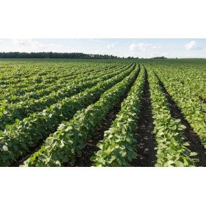 Soya Fasulyesi Tohumu - 10 Kg 