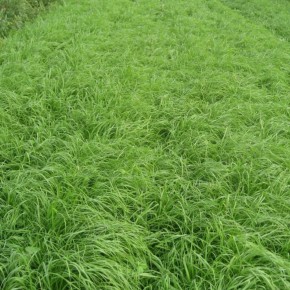 İthal Teff Grass Tohumu Carmona - 10 Kg