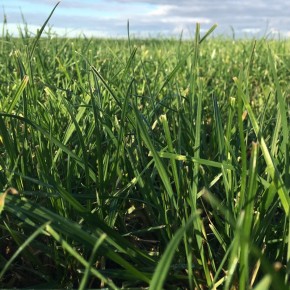 Teff Grass Tohumu - 10 Kg 
