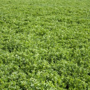 Kayseri Kaval Yonca Tohumu - 10 Kg