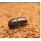 Akdeniz Çam Kabuk Böceği Feromonu (Cezbedicisi)