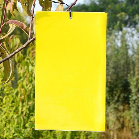 Beyaz Sinek Yapışkan Tuzağı