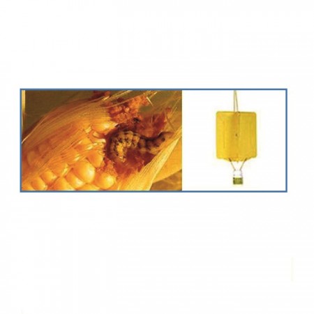 Darı Kurdu Yapışkan Tuzağı