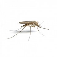 Doğal Sivrisinek Yakalama Tuzağı