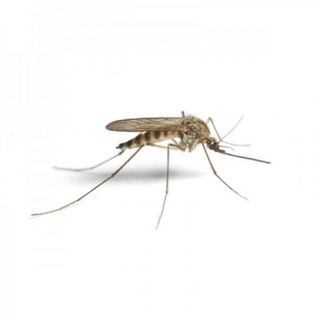 Doğal Sivrisinek Yakalama Tuzağı