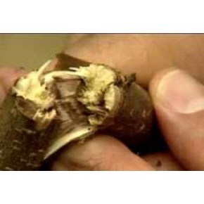 Fındık Dalkıran Böceği Feromon Tuzağı