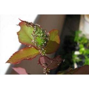 Gül Yaprak Biti Yapışkan Tuzağı