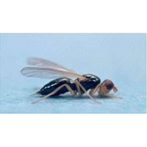 Havuç Sineği Yapışkan Tuzağı