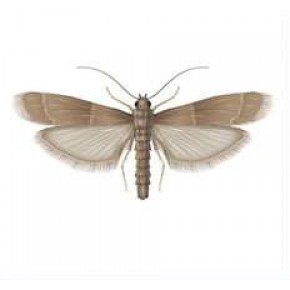 İncir Güvesi Feromon Tuzağı