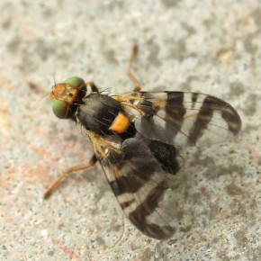 Kiraz Sineği Yapışkan Tuzağı