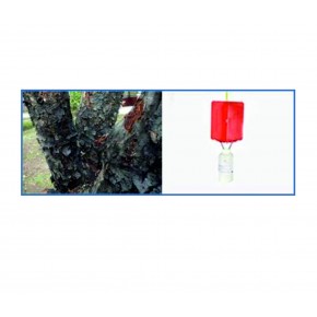 Meyve Kabuk Kurdu Feromon Tuzağı