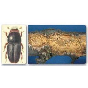 Meyve Yazıcı Böceği Feromon Tuzağı