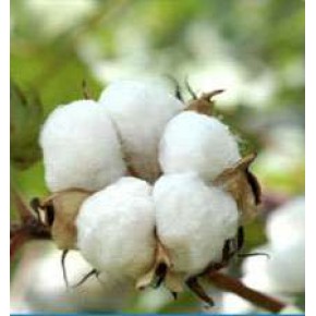 Pamuk Böceği Yapışkan Tuzağı